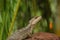 Basilisk lizard on a rock, Costa Rica