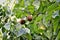 Basiloxylon brasiliensis fruits growing in the city park