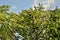 Basiloxylon brasiliensis tree full of fruits