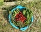 Basin with a harvest from a kitchen garden, harvesting, cherry and greens