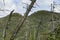 Basin Mountain Through the Trees, Adirondack Park