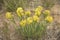 Basin Yellow Catseye Cryptantha confertiflora Colorado Wildflowers