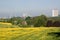 Basingstoke with Buttercups