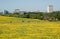 Basingstoke with buttercups