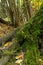 Basis forest trunk old tree covered moss fallen leaves against background floral base