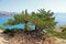 Baska, island Krk, panorama through the trees of phenomenal Zarok - sandy area, rare wild vegetation, Adriatic coast, Croatia