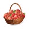 Basket with apples. harvest apples vector