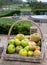 Basket of apples at historic Hadspen House set in a country estate, now transformed into boutique hotel The Newt in Somerset, UK