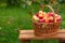 Basket with apples stands on wooden bench against background of grass. Harvesting in apple orchard. Side view