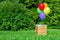 Basket with balloons on a green lawn in a park. The concept of childhood and children`s holidays, children dreams. Free