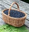Basket with a bilberry.