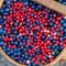 Basket of bilberry and cowberry in the forest near the tree among the blueberry bushes.