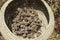 Basket of black sage flower head harvest