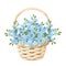 Basket with blue forget-me-not flowers. Vector illustration.