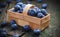 Basket with blueberries