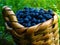 Basket of blueberries. Wicker basket of blueberris on natural background