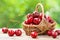 Basket with cherry close up on table