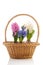 Basket colorful Hyacinths