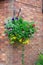 Basket of colorful plants hanging against a wall