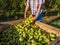 Basket of Conference pears collected at harvest