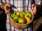 Basket of Conference pears collected at harvest