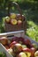 Basket And Crate Of Apples On Grass