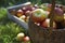 Basket And Crate Of Apples On Grass