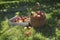 Basket And Crate Of Apples On Grass