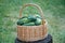 Basket with cucumbers. Summer harvest. Blanks for the winter. Basket of vegetables. Fresh cucumbers