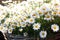 Basket of daysies Leucanthemum vulgare, commonly known as the ox-eye daisy, oxeye daisy, dog daisy blooming in