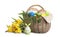 Basket with delicious Easter cakes, dyed eggs and flowers on white background