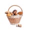 Basket with different mushrooms from forest