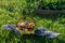 Basket with Easter cake, dried fruits and nuts on the green grass in garden