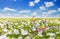 Basket with Easter eggs in the meadow under the spring sky closeup, selective focus - season greeting card