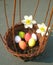 Basket with easter eggs and narcissus