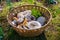 Basket with edible mushrooms collected in forest stands in clearing made of moss. Mushroom season