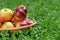 Basket with farmer apples outdoors