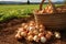 a basket filled with freshly harvested onions in a field