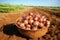 a basket filled with freshly harvested onions in a field