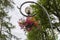 Basket with flowers hanging on a street lamp