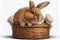 A Basket of Fluff: A Picture of a Cute and Cuddly Bunny - Generative AI