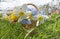 Basket with forget-me-nots and daffodils standing on the grass