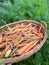 basket with fresh carrots, vegetables harvested in the garden, summer produce, harvesting carrots, carrots soiled