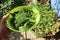 basket of fresh hybrid  vegetable beans grown in the kitchen garden