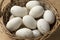 Basket with fresh picked goose eggs close up
