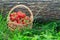 Basket with fresh picked red ripe strawberries on green grass