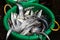 Basket of fresh raw ribbon fishes at the fish market in Yangon Burma Myanmar