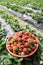 A basket of fresh red strawberries