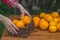 Basket of fresh ripe organic oranges close up in a garden. Woman puts oranges in a basket.