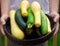 Basket of Fresh Squash